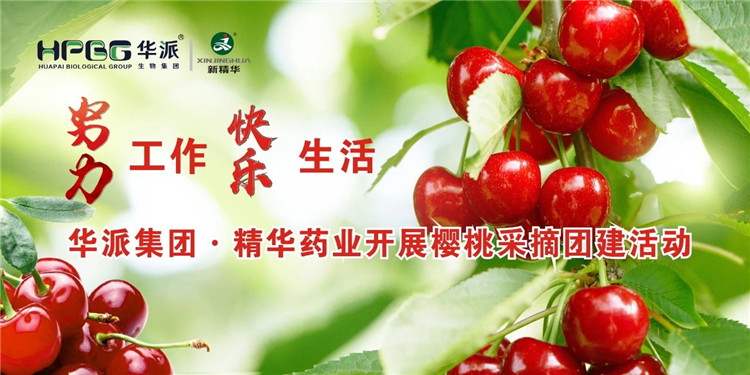起劲事情 快乐生涯 | 华派集团·耀彩网药业开展樱桃采摘团建活动